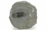 Detailed Gerastos Trilobite Fossil - Morocco #377243-2